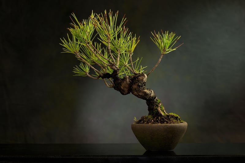 Bonsai tree