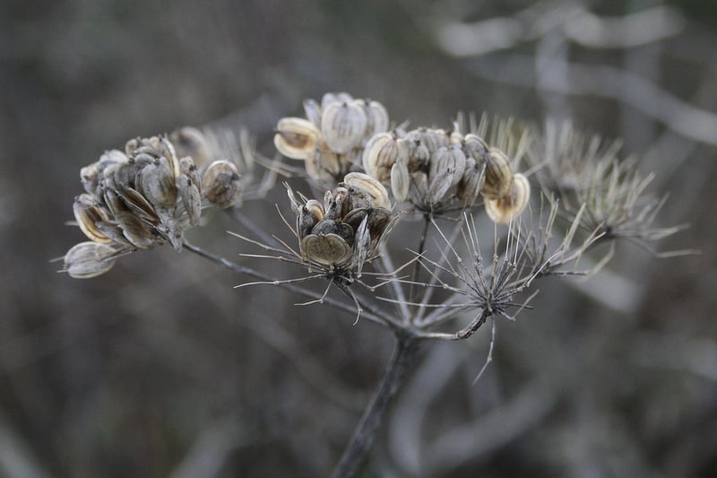 Seeds for planting